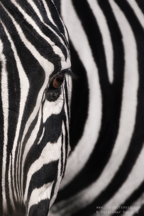 Zebra portrait