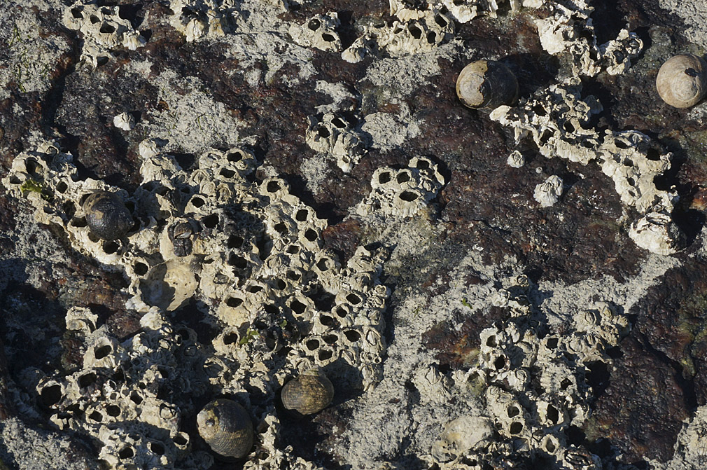WC #606-Alien Landscape