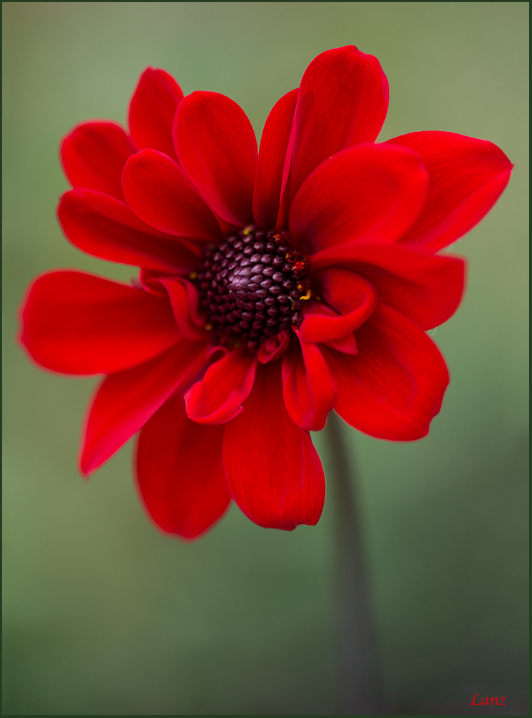 Dahlia