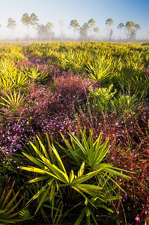 Purple River