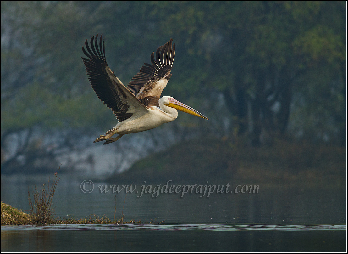 Rosy Pelican
