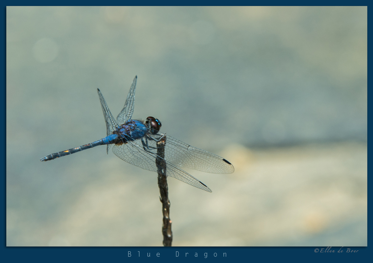 Blue dragon.