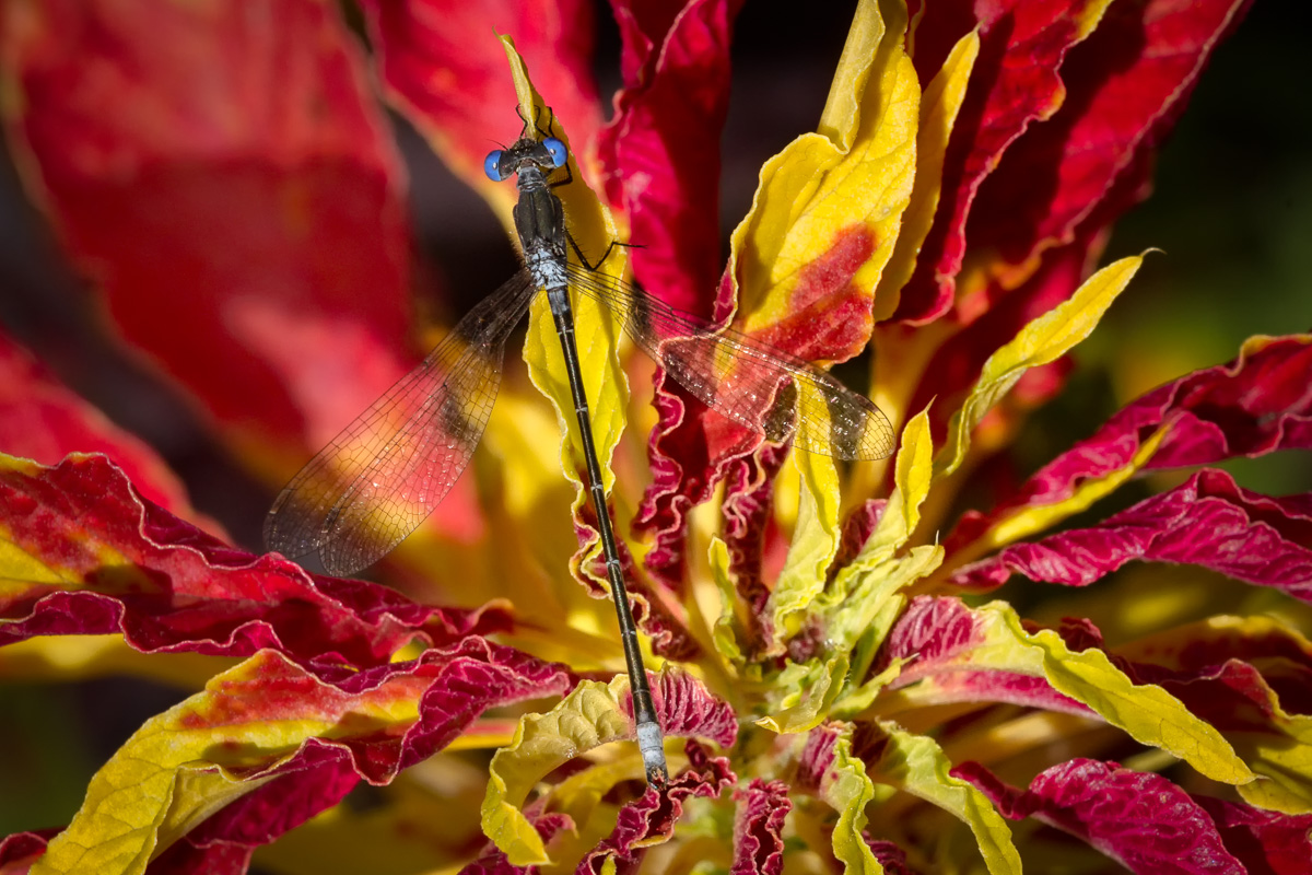 Common Spreadwing