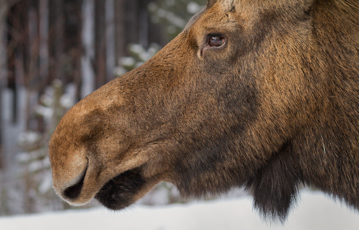 Inquisitive Moose