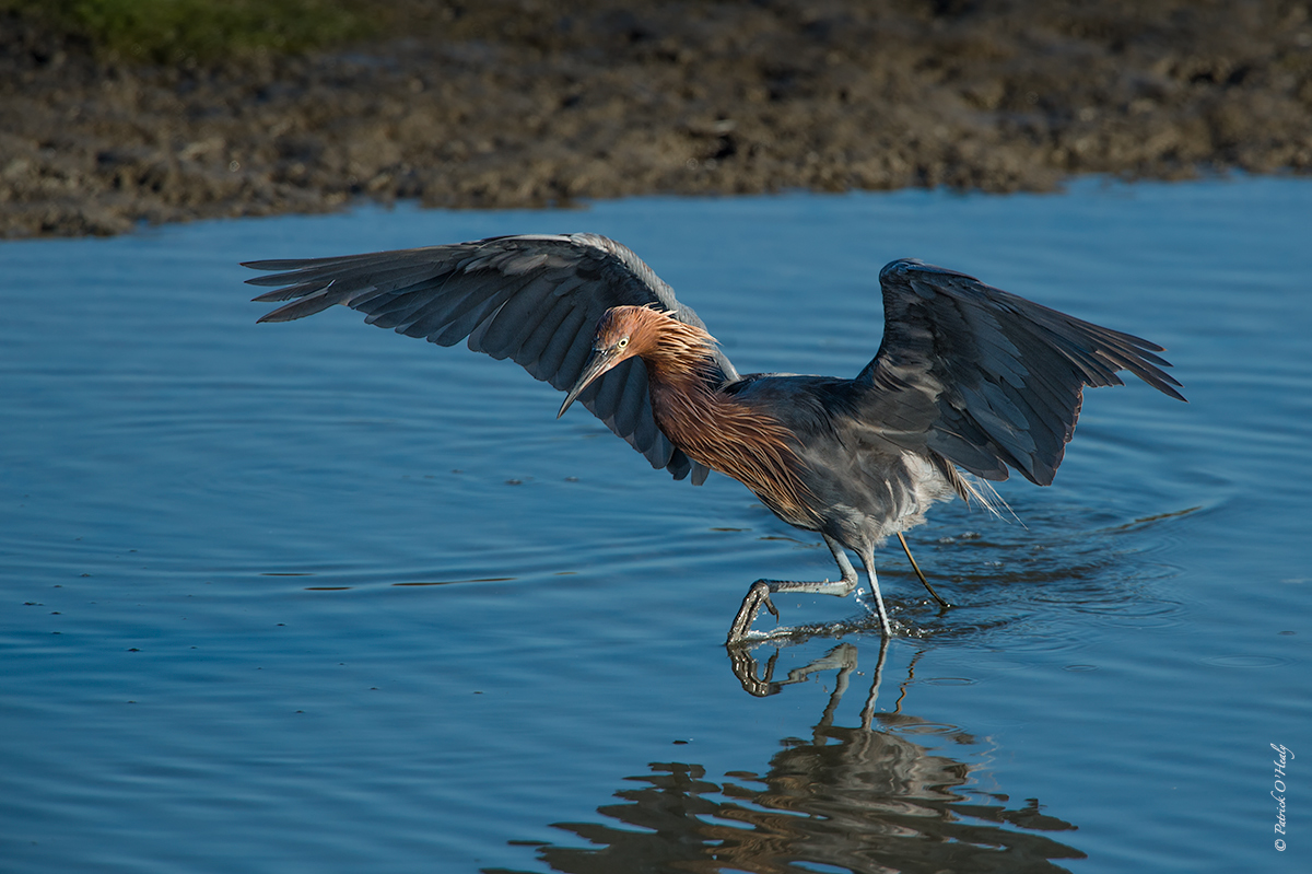 Reddish Egret