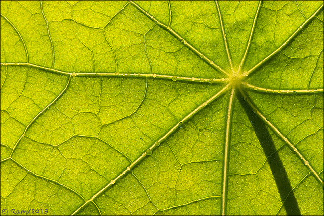Nasturtium Leaf