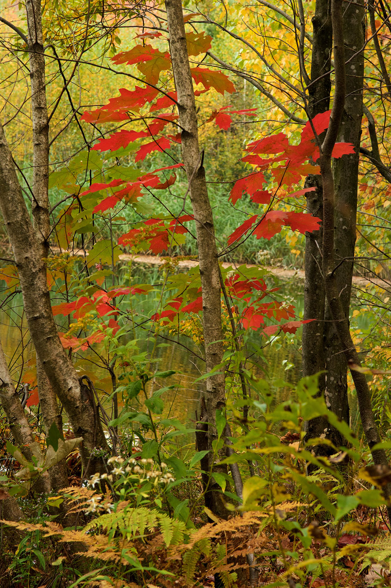 Intimate  autumn  scene
