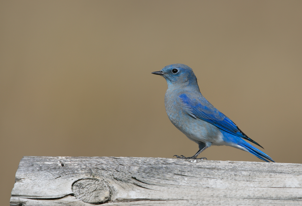 Mountain Bluebird