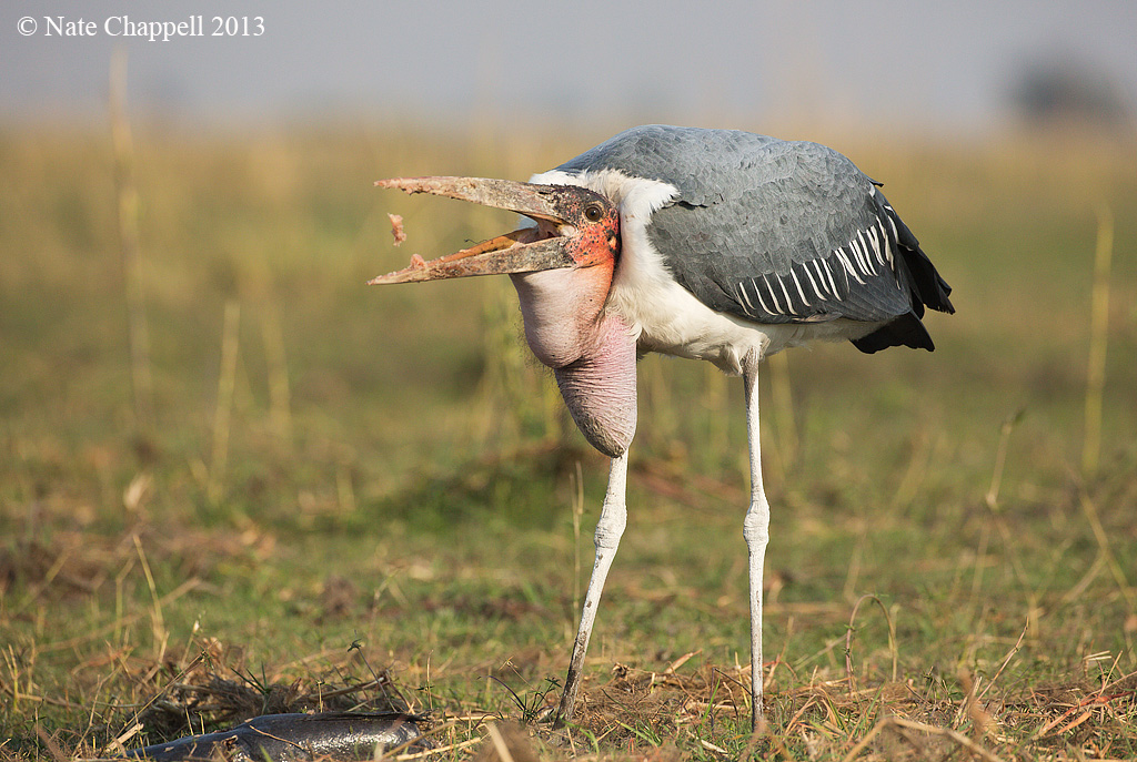 Marabou Stork Feeding