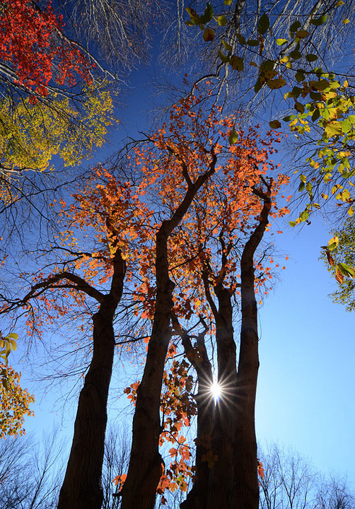 Fall in the Forest