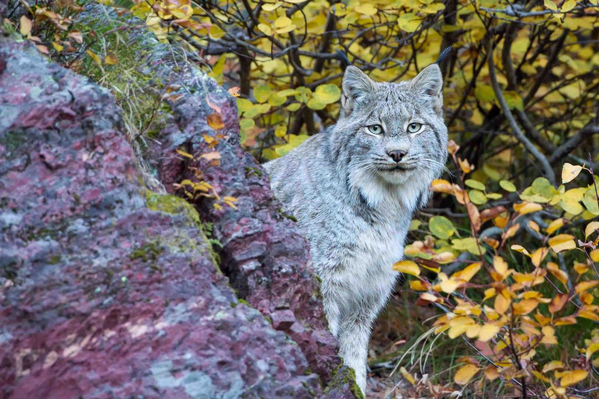 Lynx