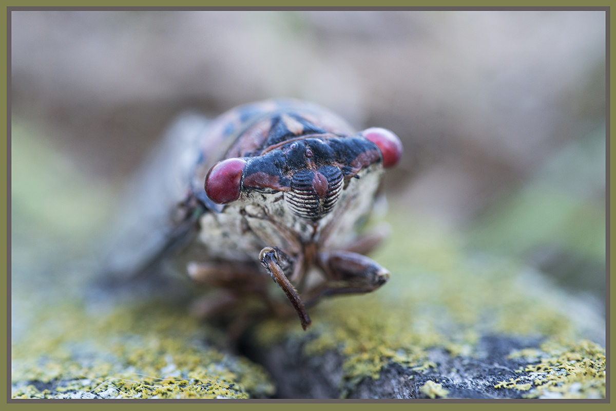Red Eyes