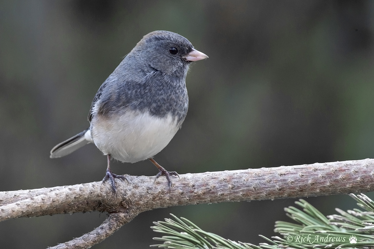 Junco