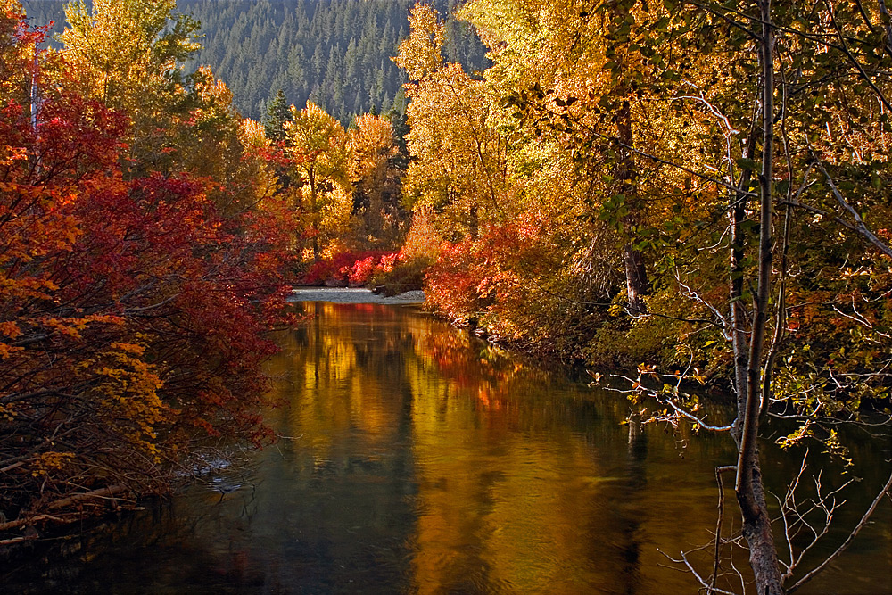 Golden Glow