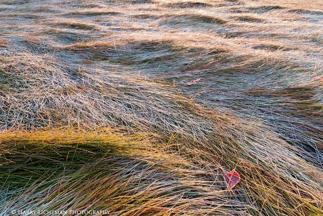 Marsh Frosting