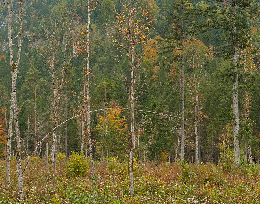 Autumn Scene #2