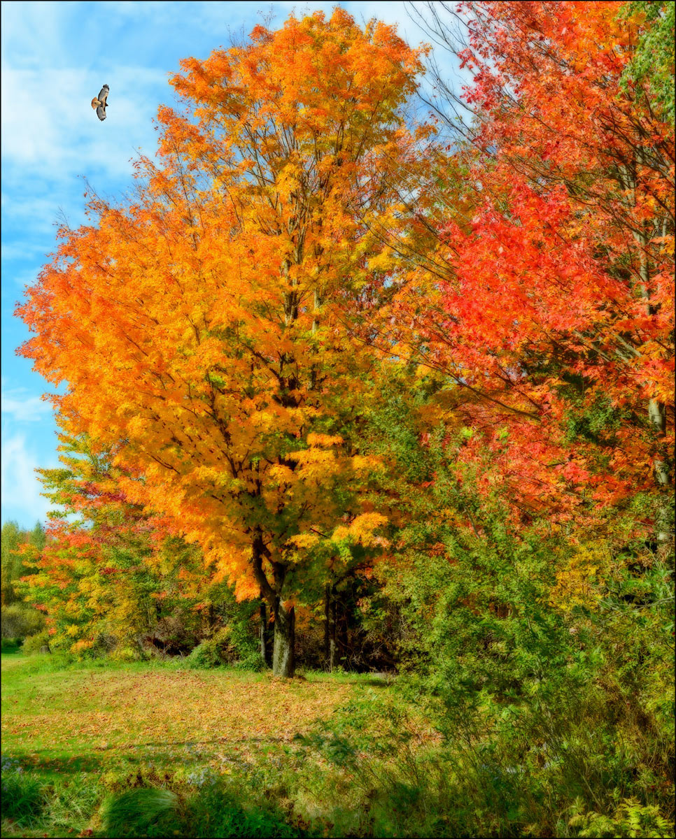 Autumn  in  orton & repost