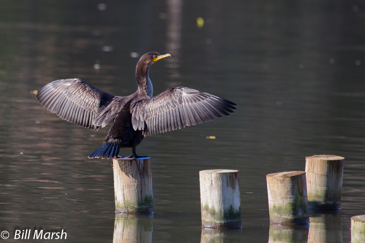 Cormorant