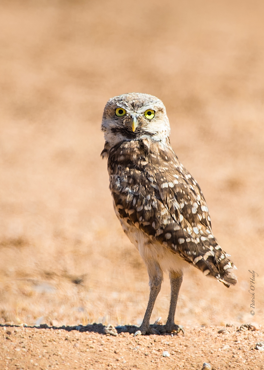 Burrowing Owl