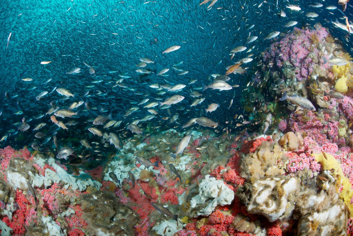 Cordell Bank NMS