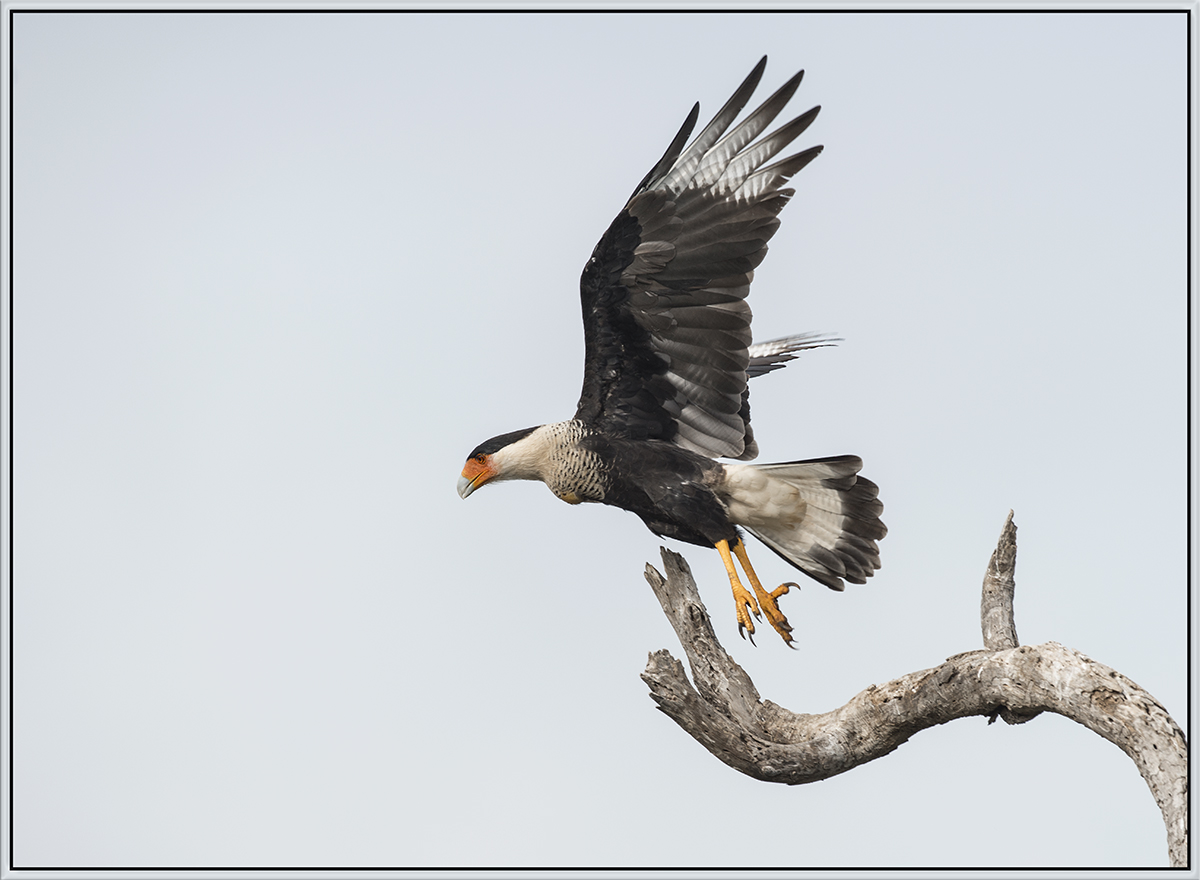Caracara