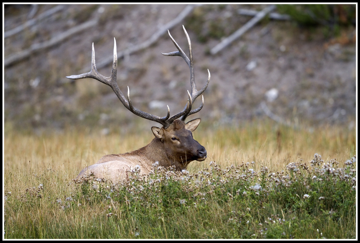 Bedded Bull