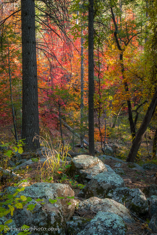 Horton Creek Trail