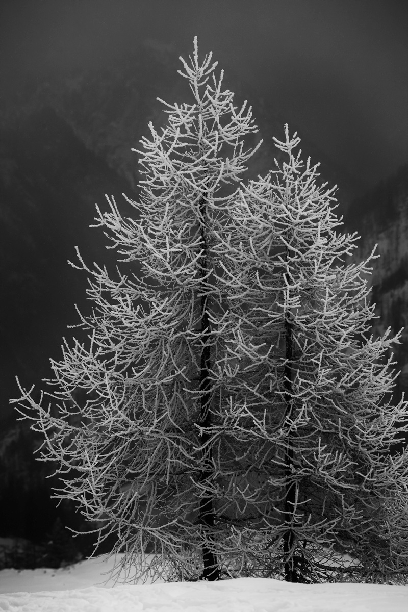 Larch in winter
