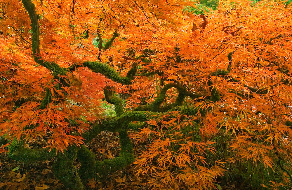 Maple Explosion + Crop