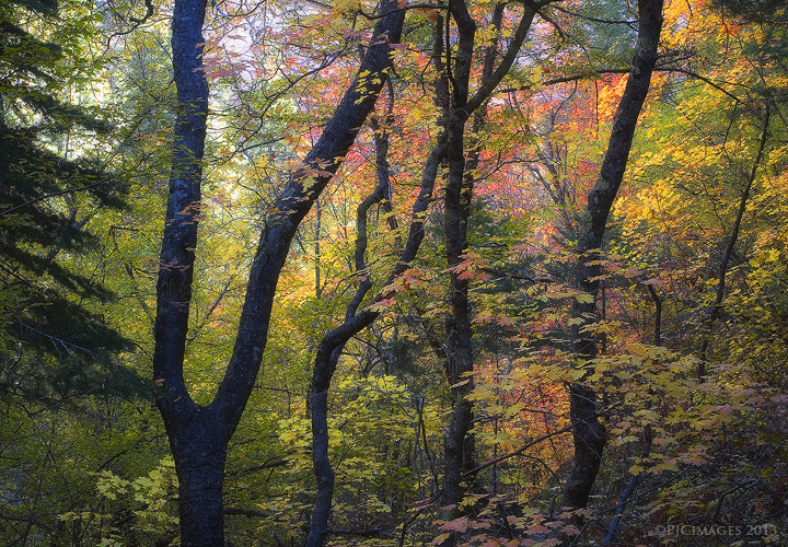 Intimate Forest
