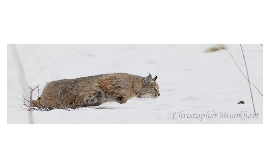 Bobcat Launch for Lunch