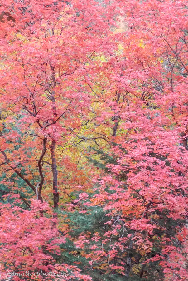 Color of Oak Creek  