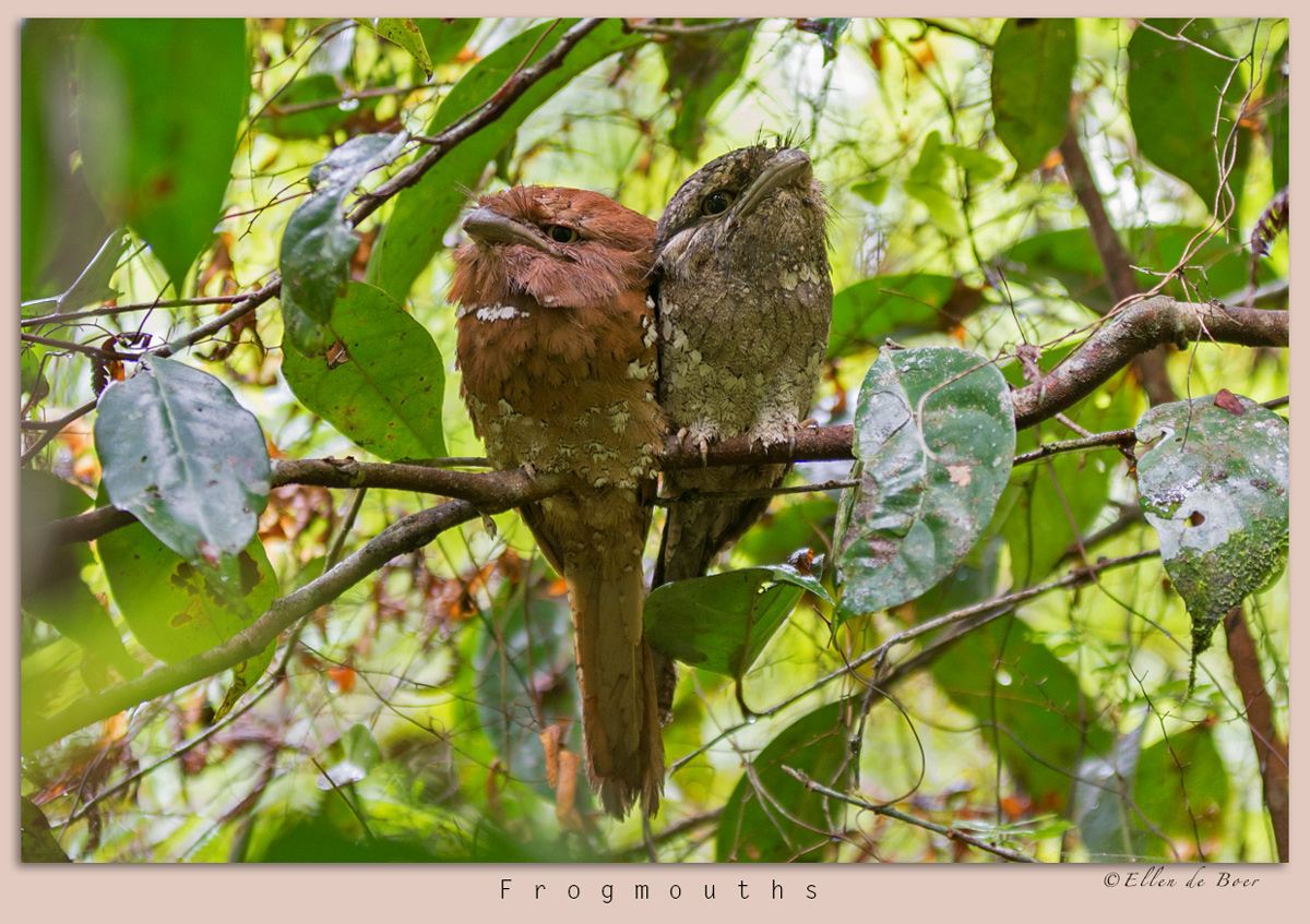 Frogmouths
