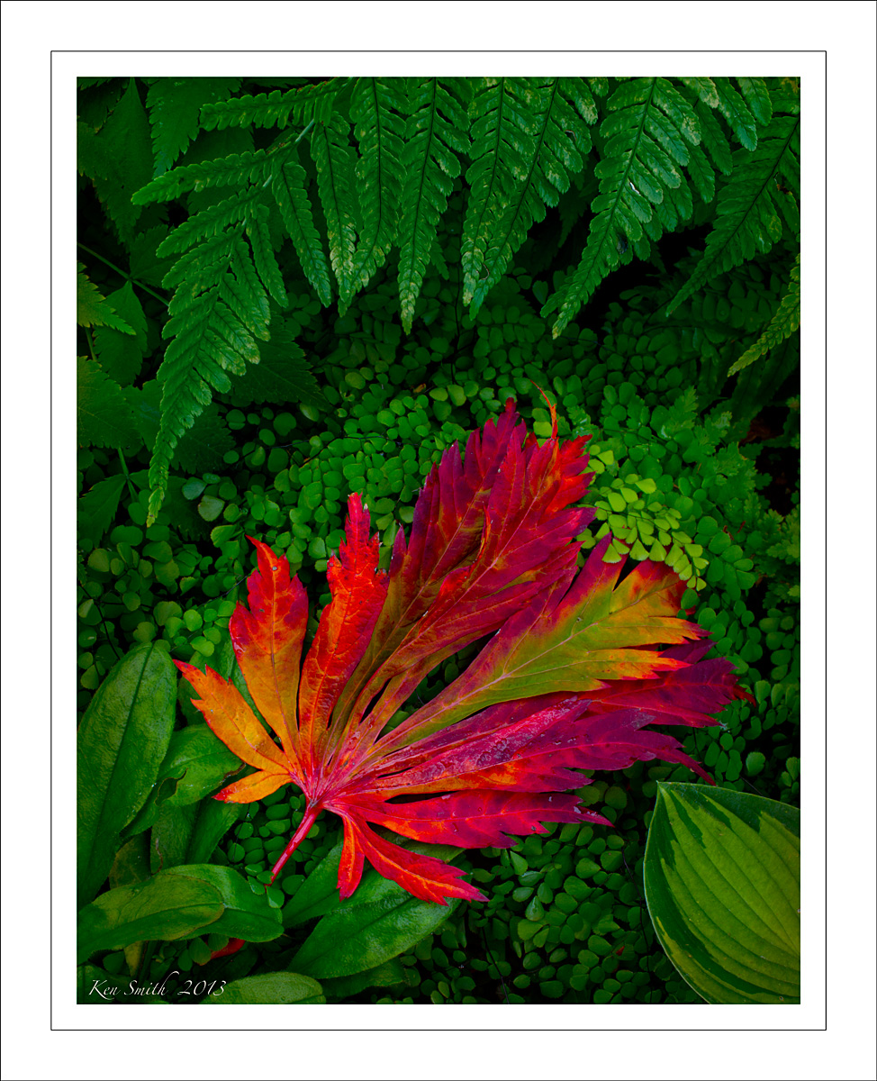 A Fall Composition