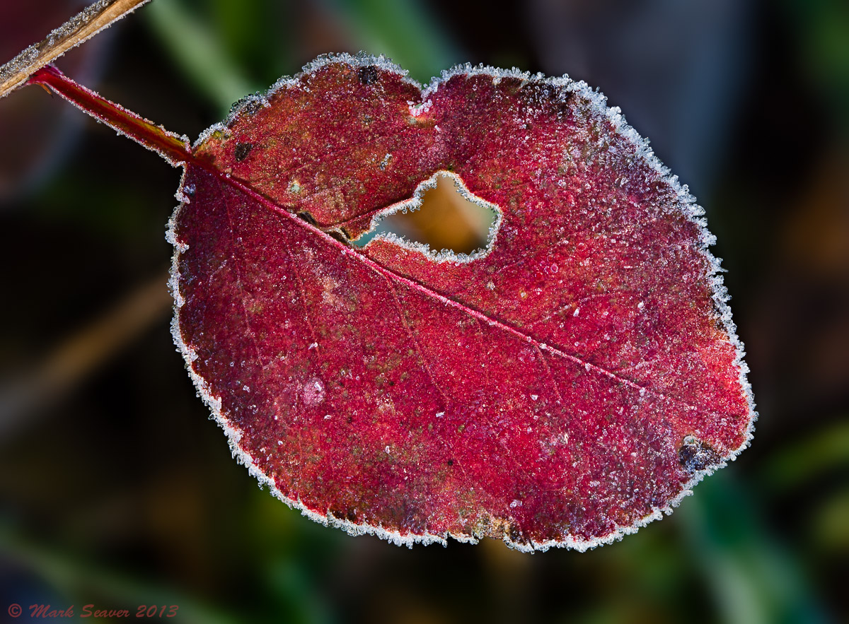 Frosty Blackberrry + rpst
