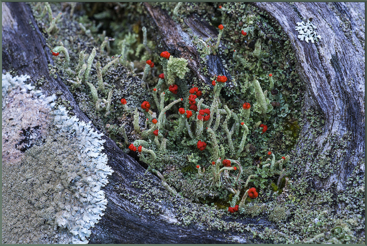 Match-Stick Lichen