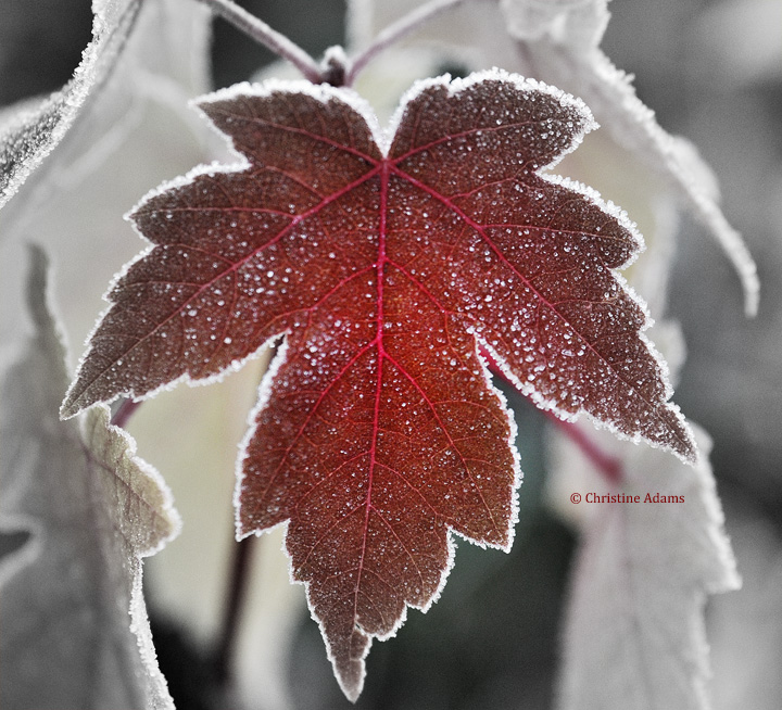 Frosted Maple Leaf