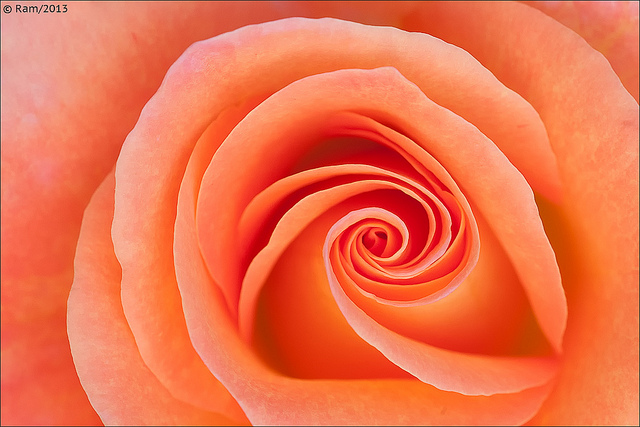 Rose Swirl
