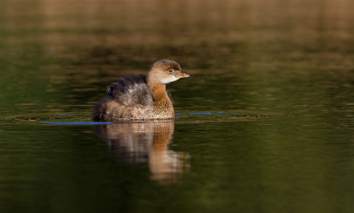 Pied-billed Grebe