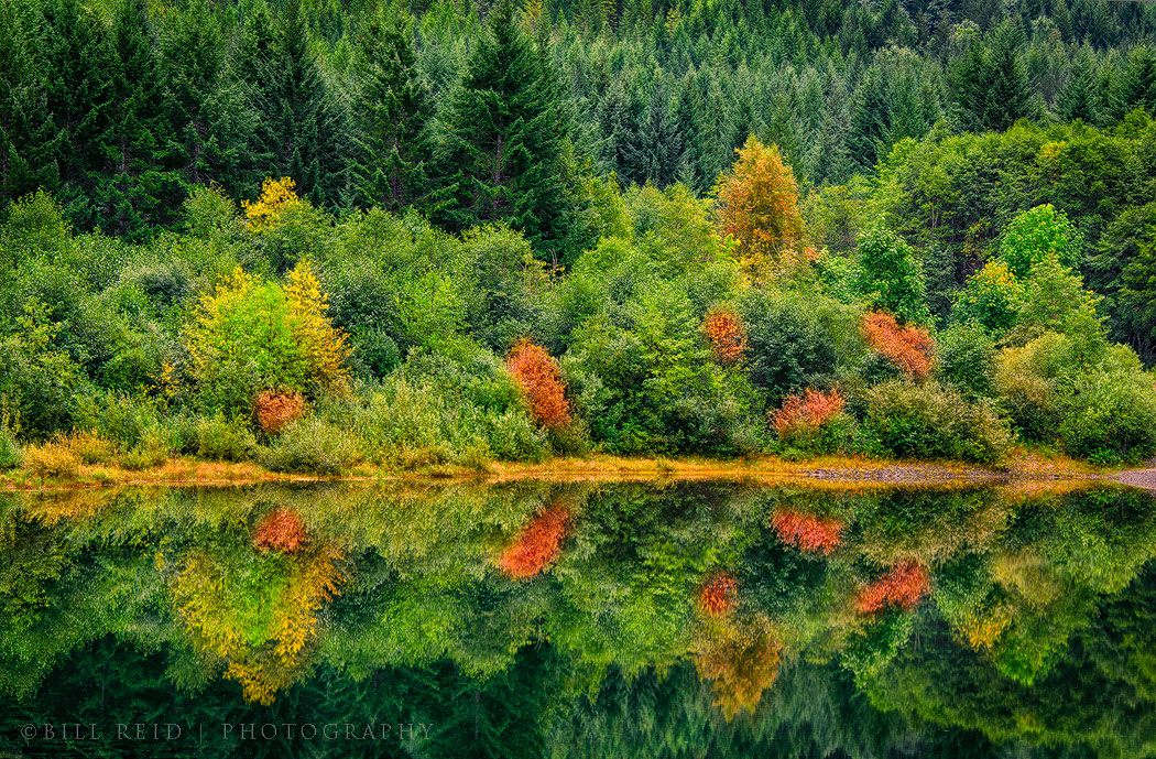 Bedwell Reflections