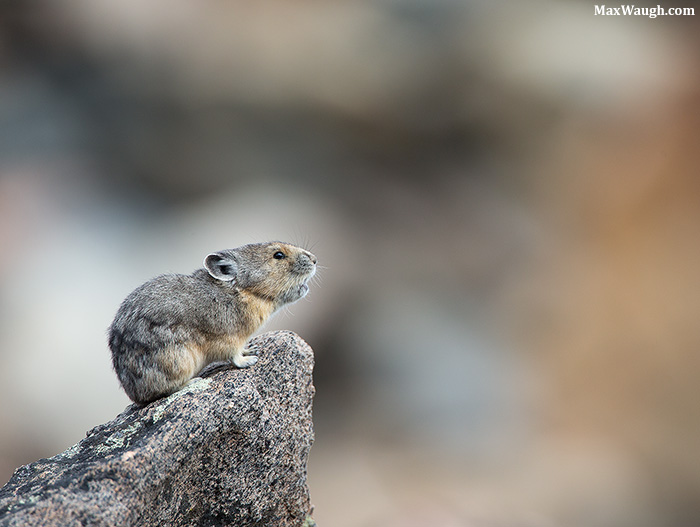 Beartooth Pika