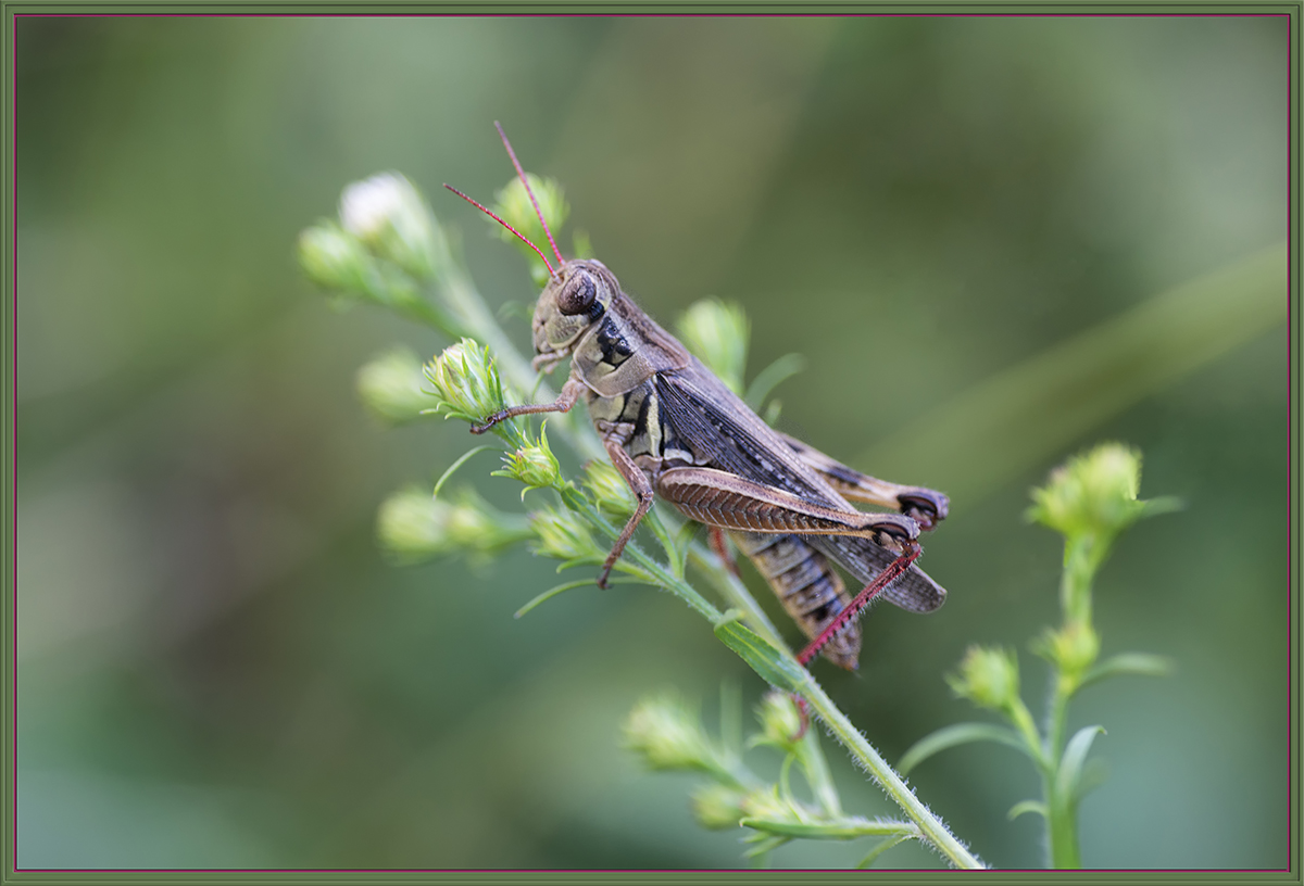 Grasshopper