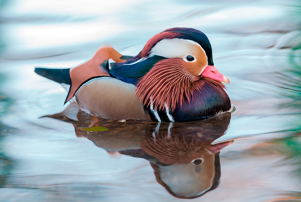 Mandarin