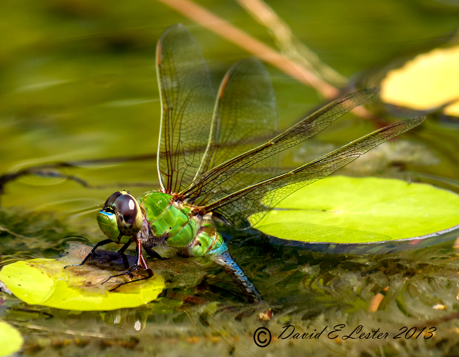 Green Darner Dragonfly