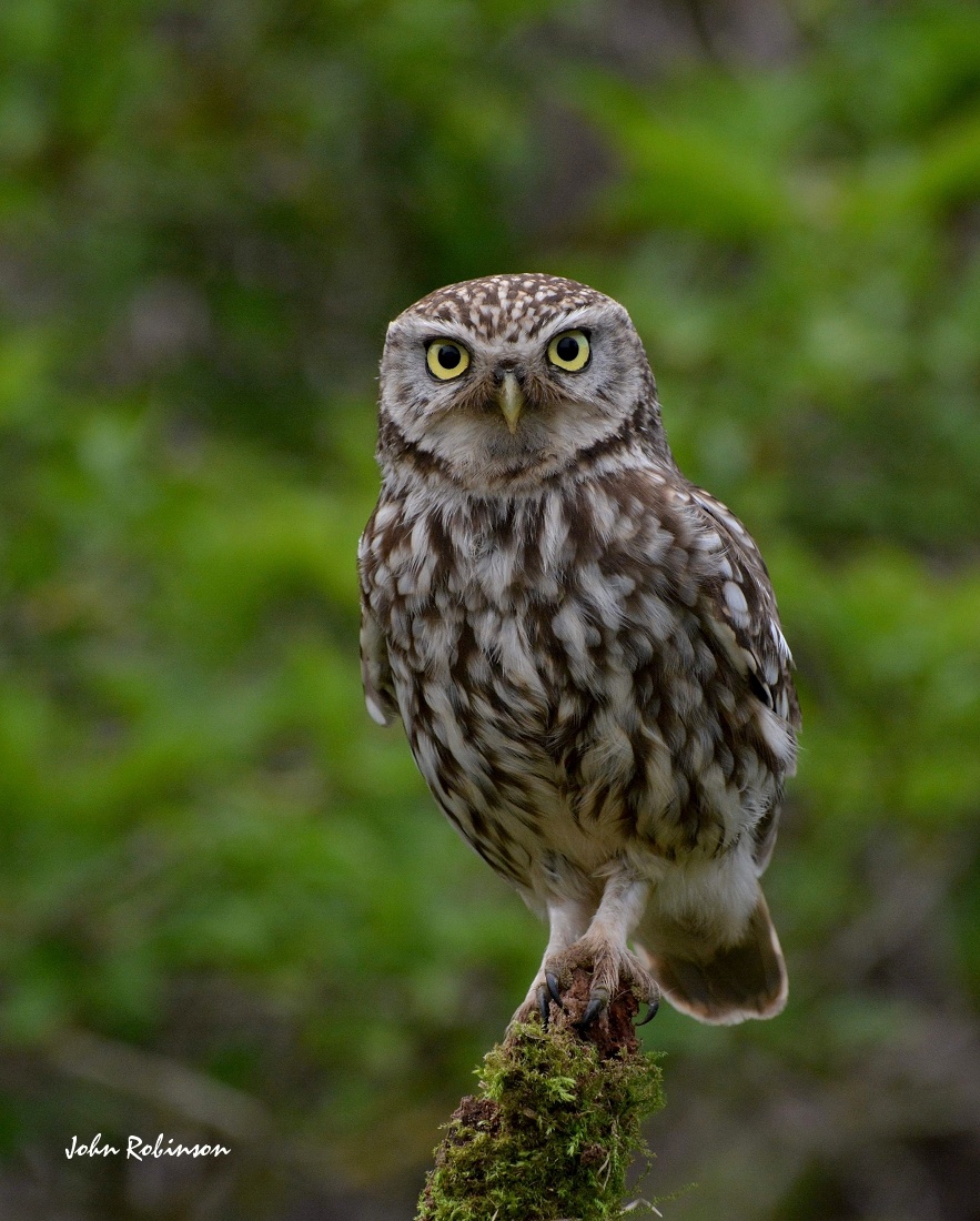 Little Owl