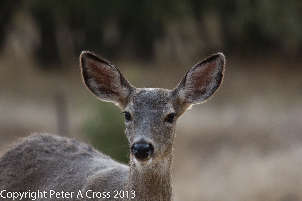 A Doe Day
