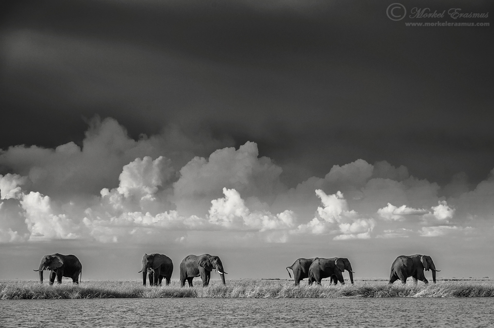 Chobe Chums