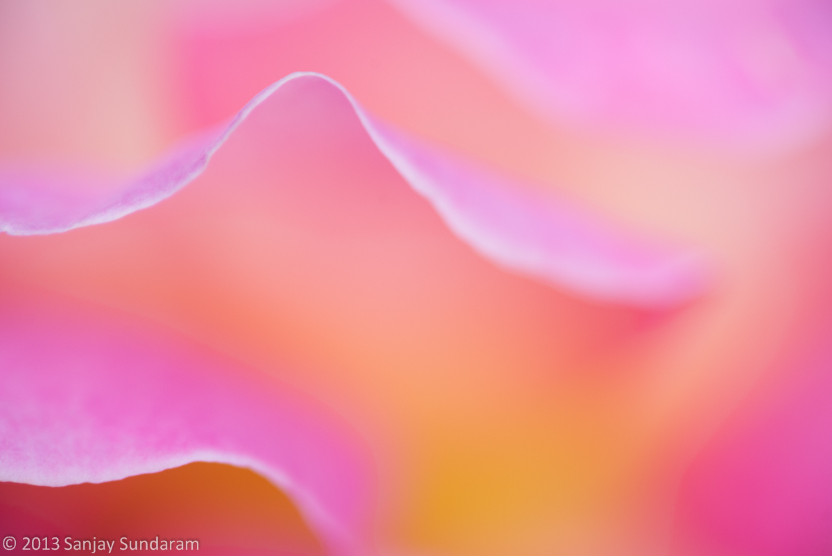 Rose Abstract + Repost