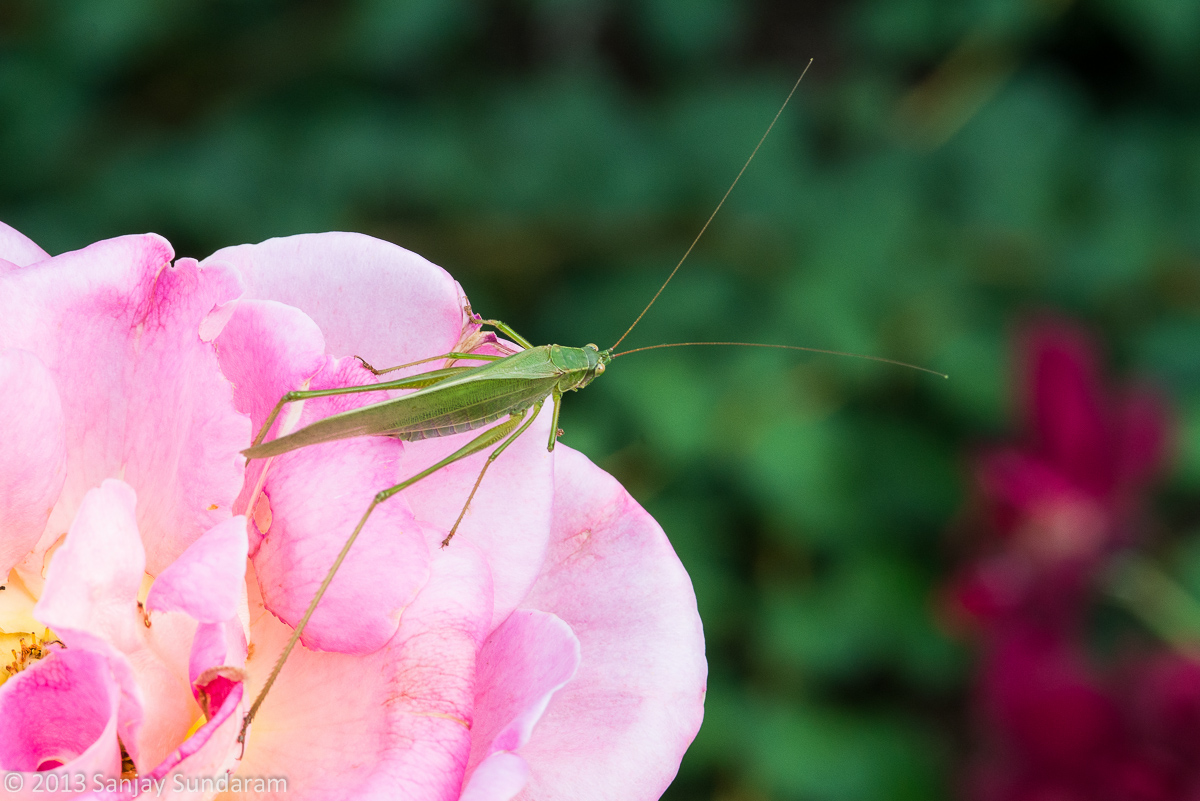 Rose Hopper