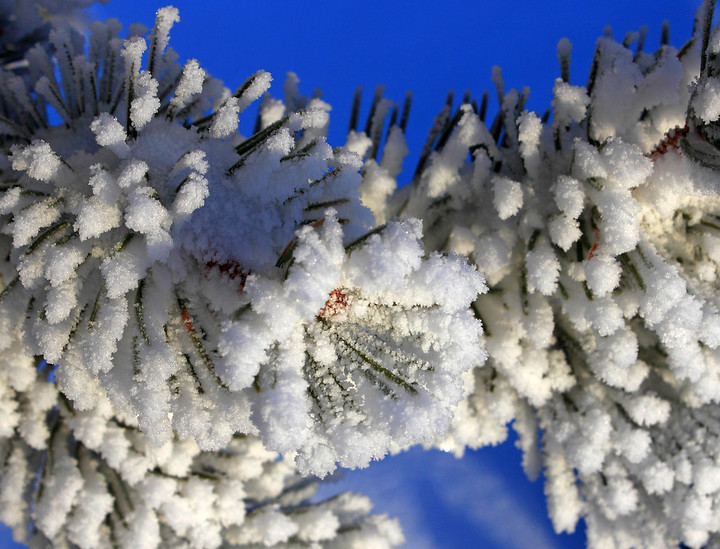 White Boughs
